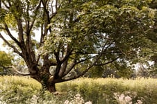 Nemours-Estate-