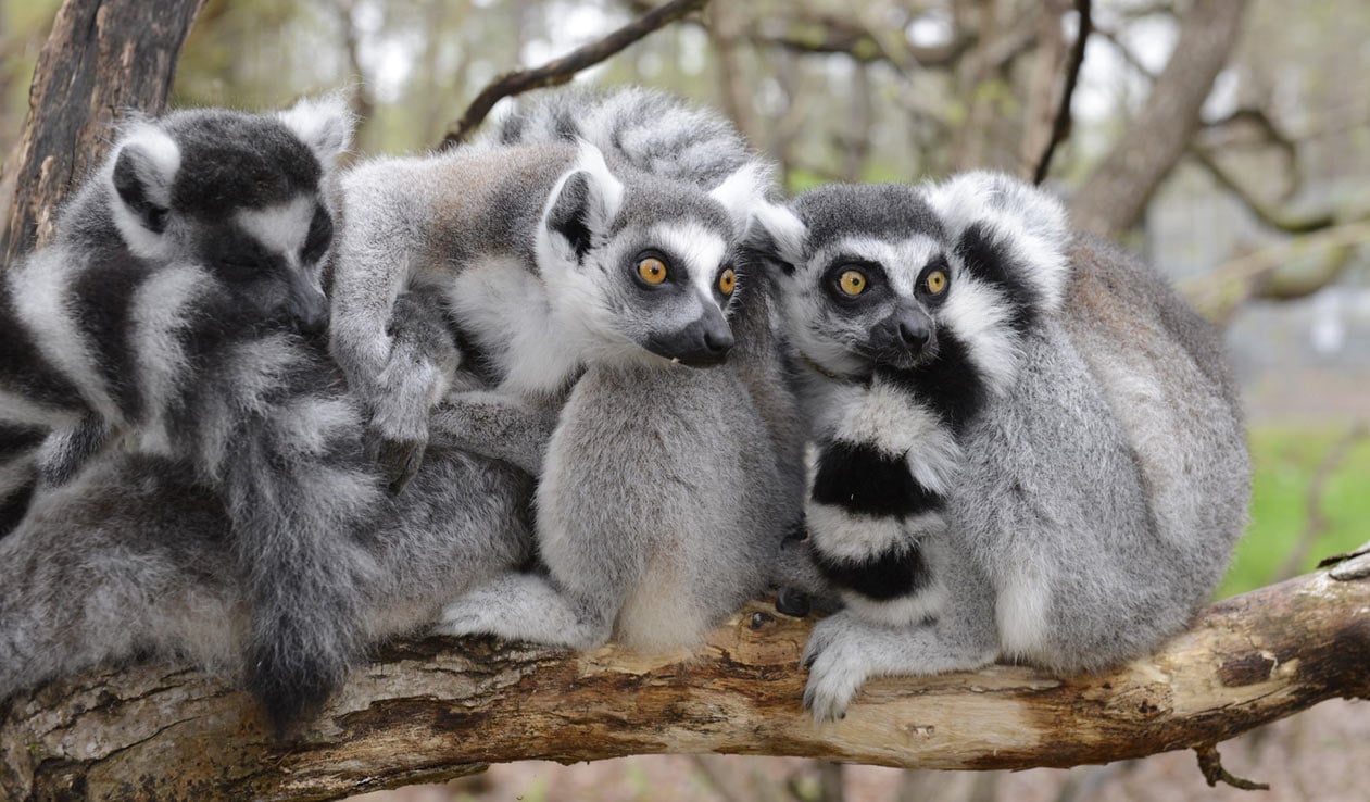 Meet the animals at Brandywine Zoo Meet the animals at Brandywine Zoo